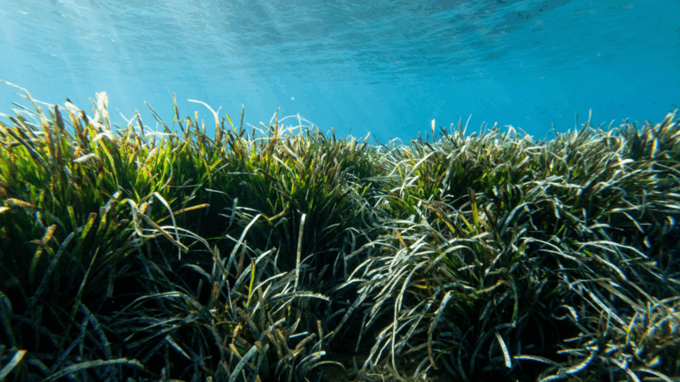 Mediterranean Pilot Actions for Climate Change Adaptation