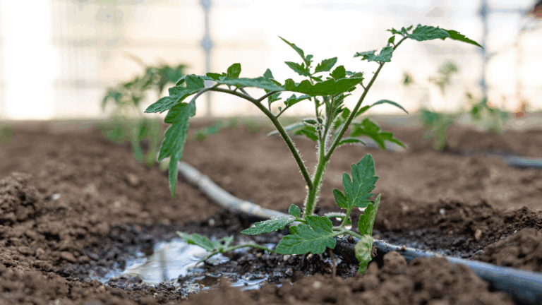 Mediterranean joint Water management and conservation Sustainable solutions