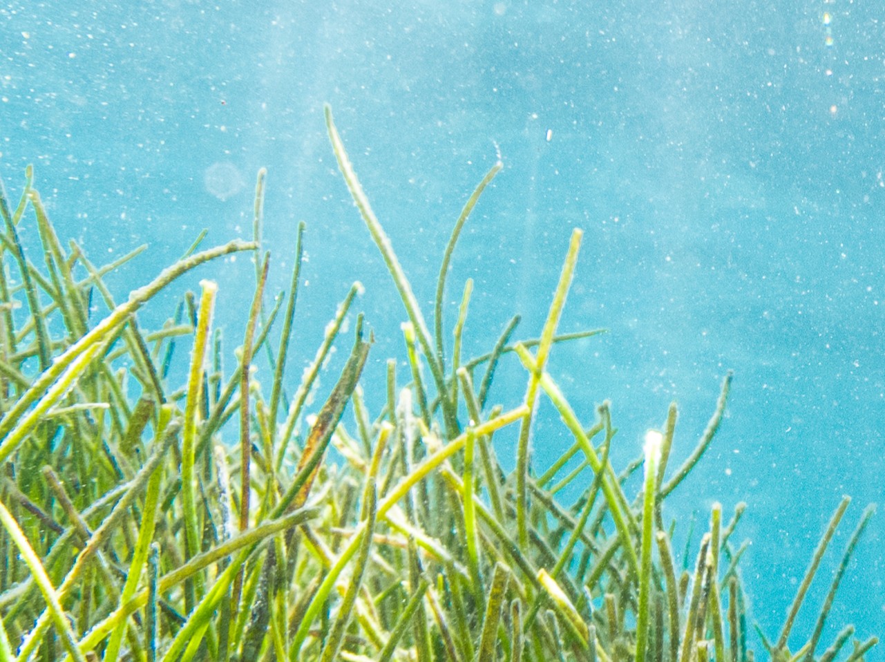 MedPROACT: Tender notice to acquire a vehicle for the project