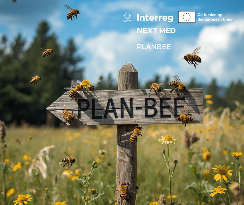 Introducing PLANBEE, the successor project of MedBEESinessHubs co-funded under the Interreg NEXT MED Programme