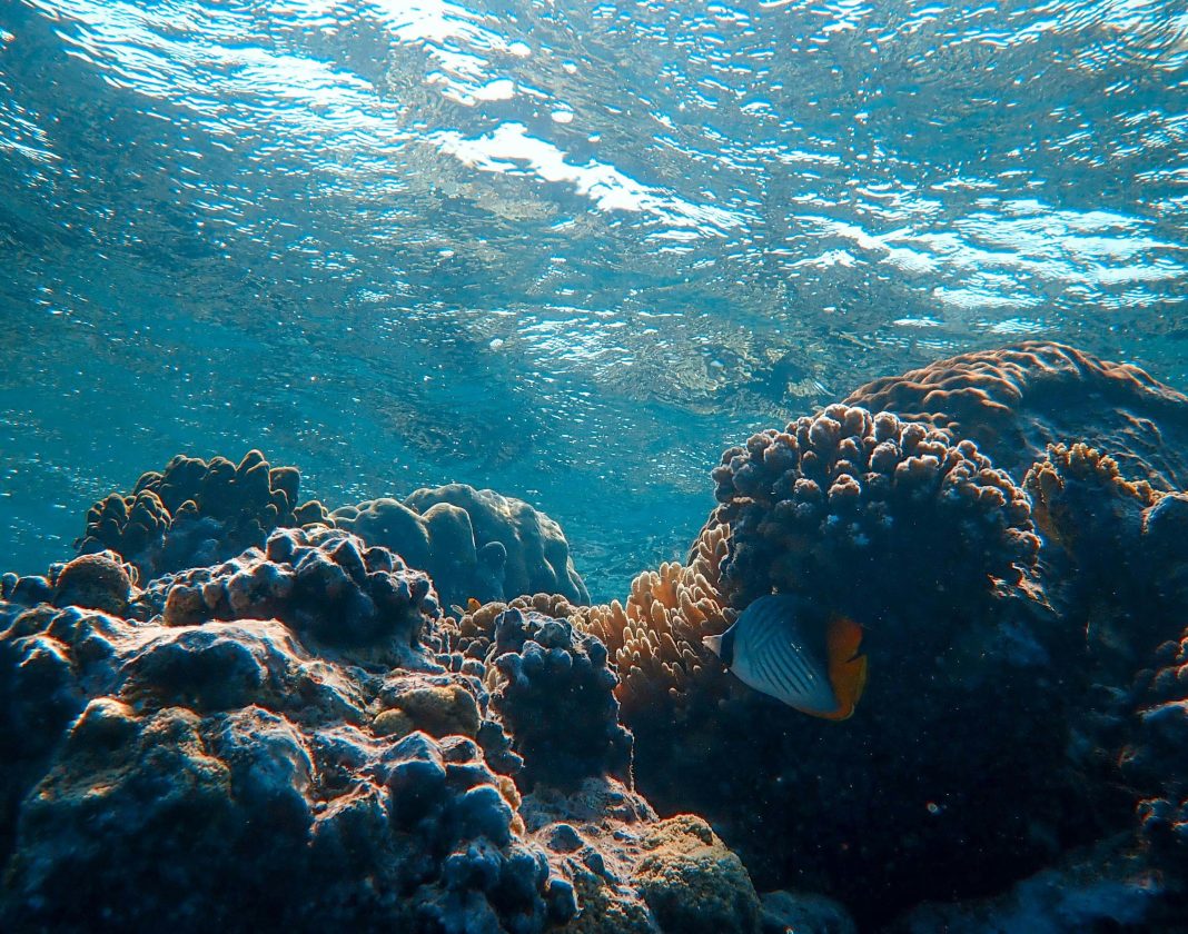 MedJICARP, a new research project to monitor climate change in the Mediterranean waters