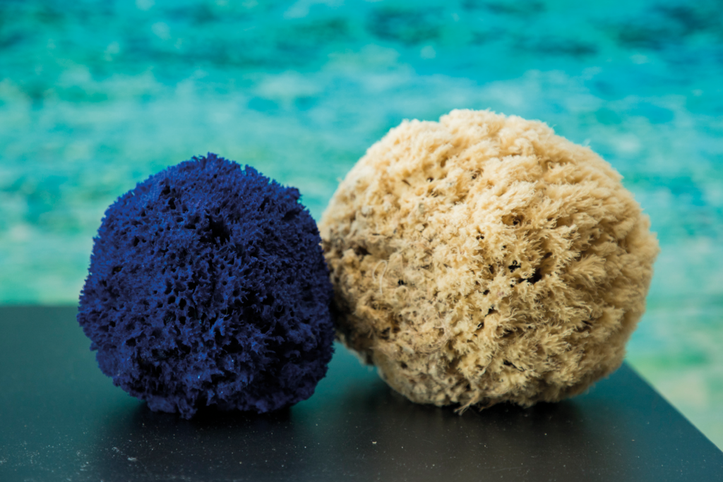 Meet the coastal stewardship partner of SHARE4MED in Tunisia