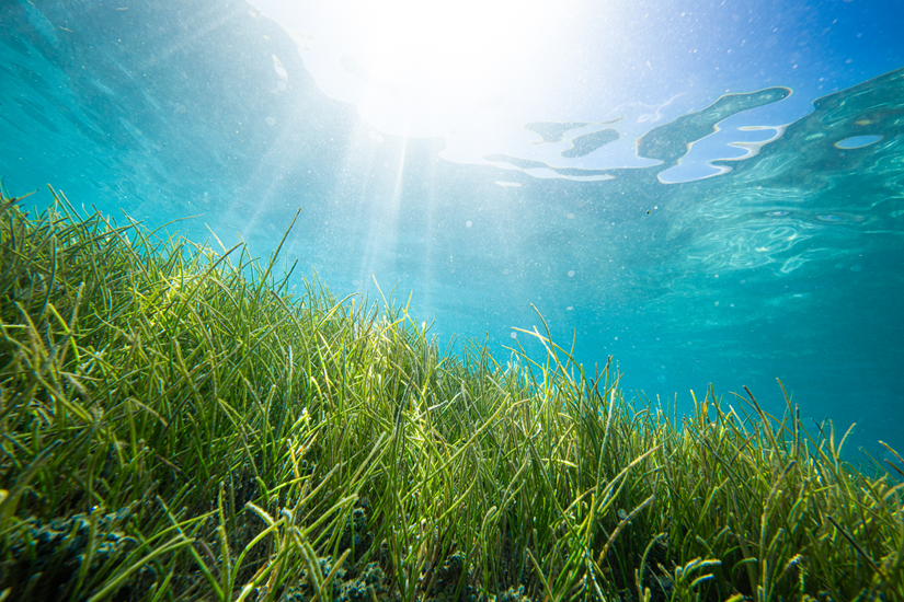 MedPROACT: a project about Mediterranean people and ecosystems