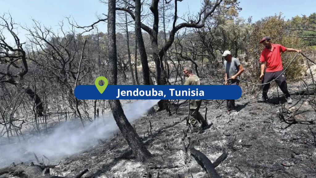 YouthCARE4planet in Tunisia : how young people mobilise to protect Jendouba´s Forest